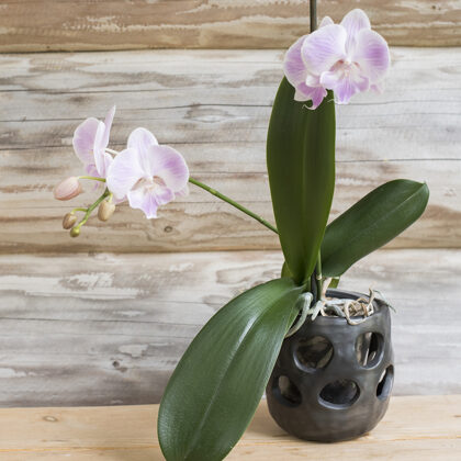 Handmade black ceramic decorative planter with decorative holes for orchid
