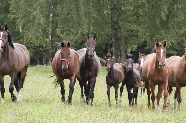 Horses in farm "Zageri"